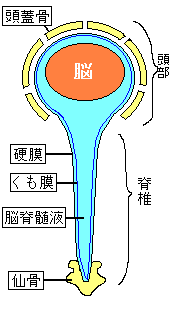 脳脊髄液の循環